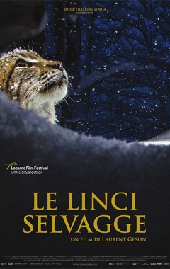 Le linci selvagge  (2024)